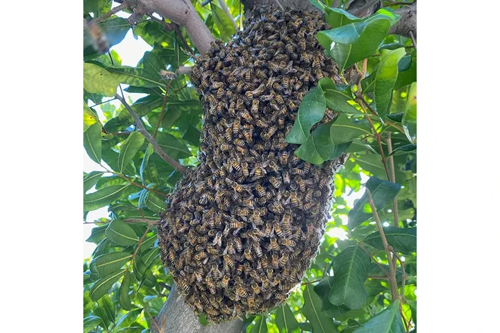 CONTROL DE ABEJAS, BEE REMOVAL image 4