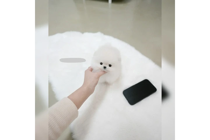 $250 : Maltipoo puppy image 5