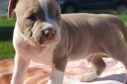 $400 : American Bulldog Puppies thumbnail