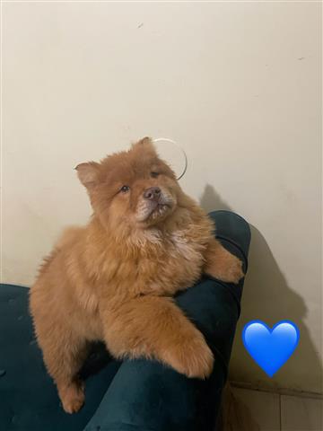 $800 : Cachorros chow chow image 8