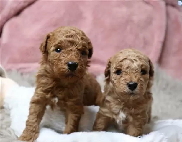 $420 : Stunning Red toy poodle puppie image 1