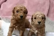 Stunning Red toy poodle puppie en Charleston