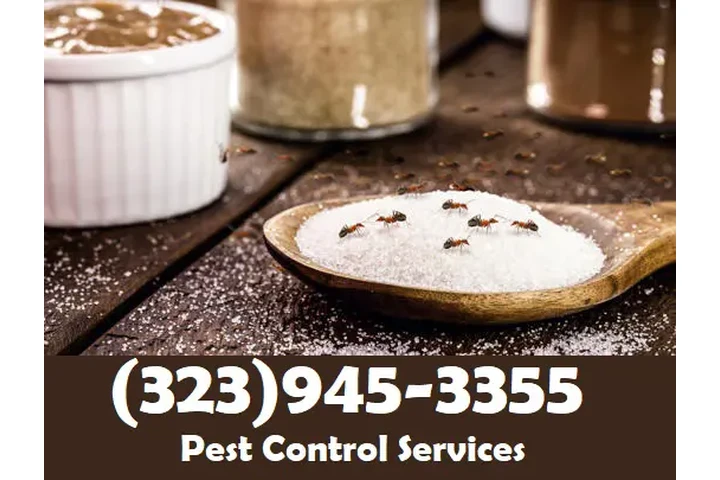 PEST CONTROL MAYWOOD ALL AREAS image 3