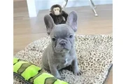 Cachorros de Bulldog Francés en Orlando