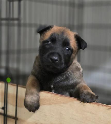 $800 : Belgian Malinois image 4