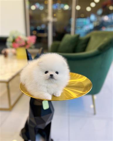 $250 : Cachorro Pomeranian image 1