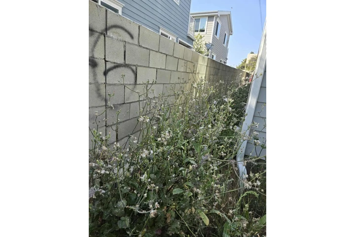 Corte de pasto 🏡$35 image 10