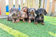 $550 : Adorable Dachshund puppies thumbnail