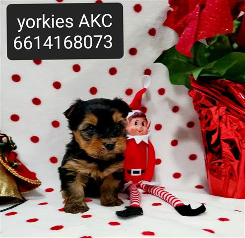 $1500 : Yorkies purebred image 1