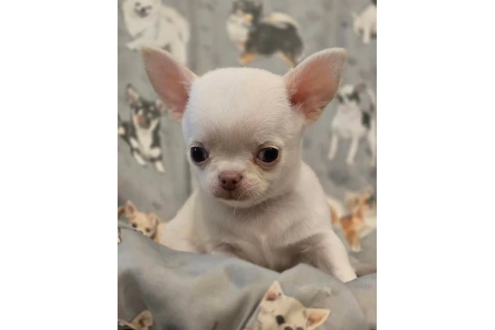 $350 : Cachorros Shih Tzu taza de té image 1