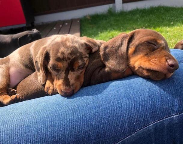 $400 : Sweet Dachshund Puppies image 2
