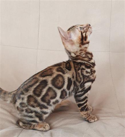 $650 : Bengal kitten image 3