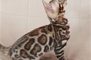 $650 : Bengal kitten thumbnail