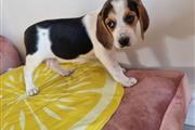 Cute Beagle puppies available en San Luis Obispo