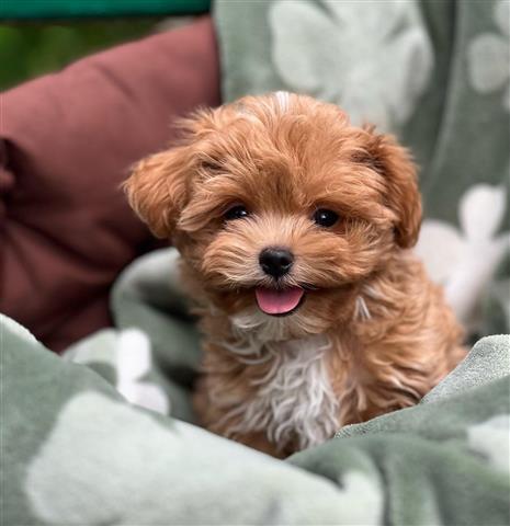 $410 : Maltipoo Puppies For Sale image 1