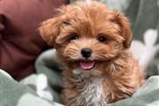 Maltipoo Puppies For Sale en Chicago