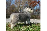 Cute Siberian Husky puppies en Yakima