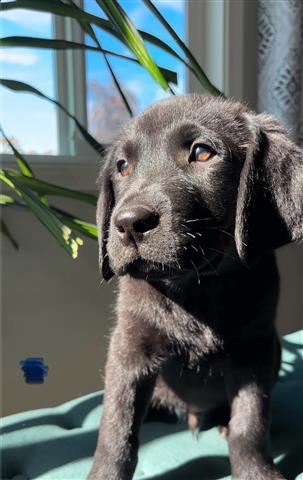 $800 : English Labrador puppies💝💖 image 4