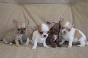 $400 : Chihuahua puppies thumbnail