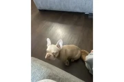 $550 : Frenchie female thumbnail