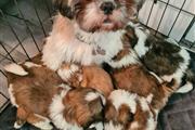 $500 : Lovely Shih Tzu puppy for sale thumbnail