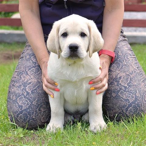 $500 : Cachorros Labrador Retrieve image 3