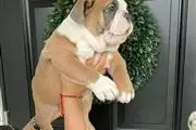 English bulldog en Cleveland