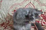 $600 : Gatito Maine Coon de calidad# thumbnail