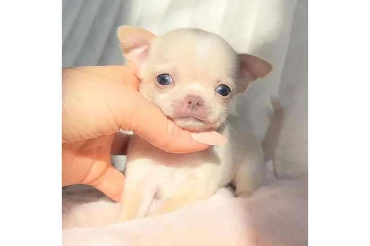 $250 : Chihuahua puppies tea cup image 3