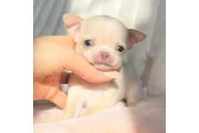 $250 : Chihuahua puppies tea cup thumbnail