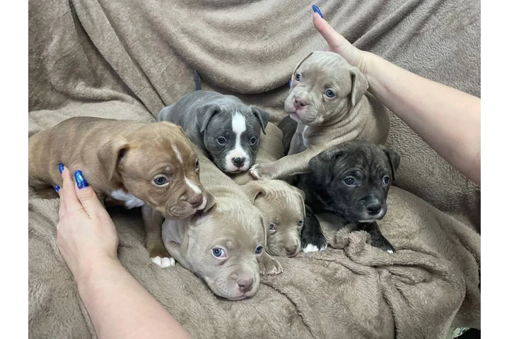 $350 : cachorros pitbull image 2