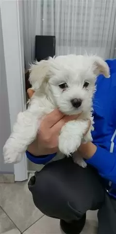 $500 : Buy Maltese Puppies image 1