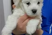 Buy Maltese Puppies en Washington DC
