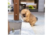 Micro Pomerania en Washington DC