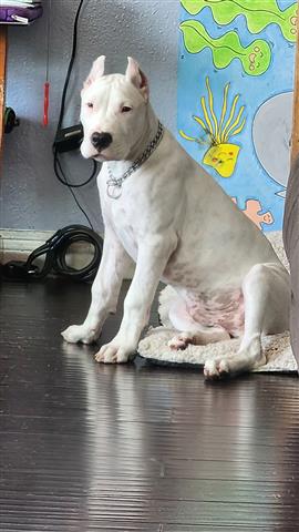 Dogo argentino image 1