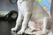 Dogo argentino thumbnail