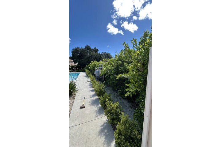 Need Brush Clearance/ gardener image 1