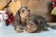 $400 : rihanna pets for adopion thumbnail