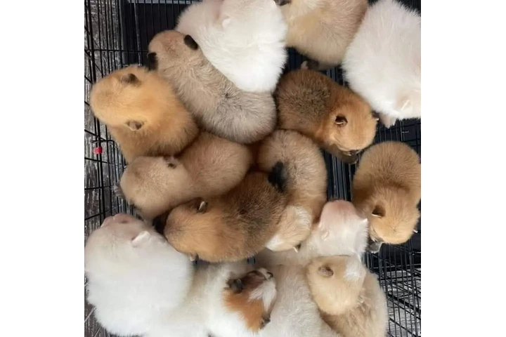 $350 : Pomerania taza de té image 1