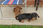 $528 : Dachshund Puppies for sale. thumbnail