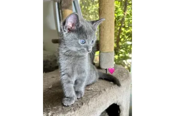 Russian Blue Kittens🐈🐈 image 2