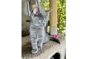 Russian Blue Kittens🐈🐈 thumbnail