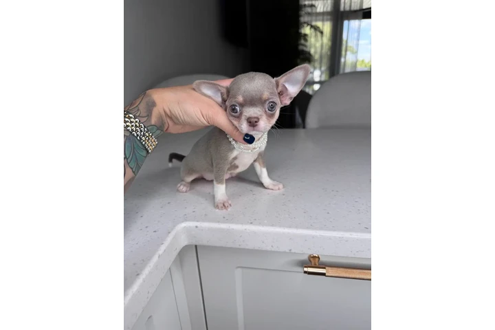$300 : Teacup Chihuahua puppies image 10