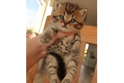 $280 : Bengal kittens available thumbnail
