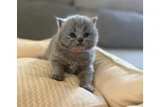 British shorthair for sale en Los Angeles