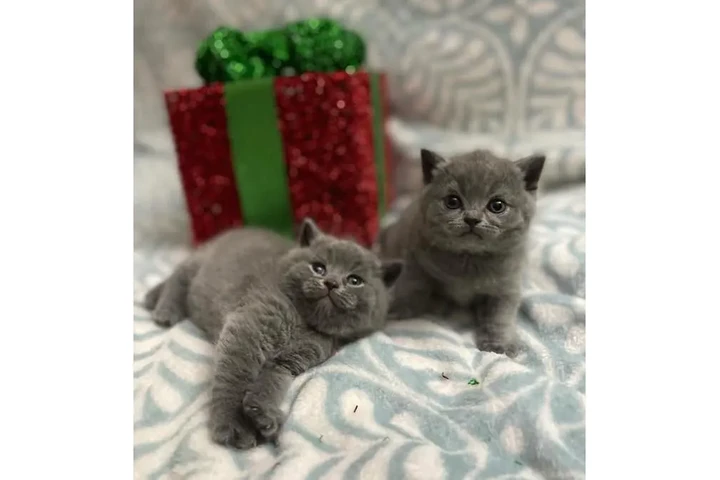 $280 : Shorthair Kittens Ready image 1
