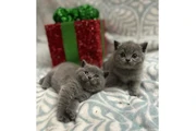 Shorthair Kittens Ready en San Jose