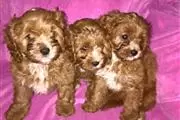 Adorable Cavapoo puppies en Birmingham