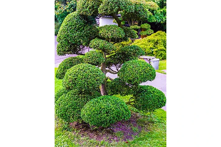 podador de arboles jardineria image 8