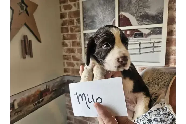 $900 : Adorable English Springer Span image 1